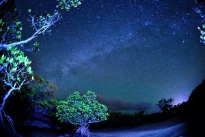 石垣島の星空天の川と星座とマングローブ